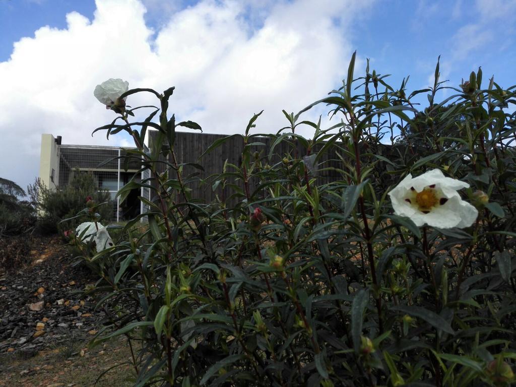 בית הארחה Helechosa 	Casas Rurales Cijara מראה חיצוני תמונה